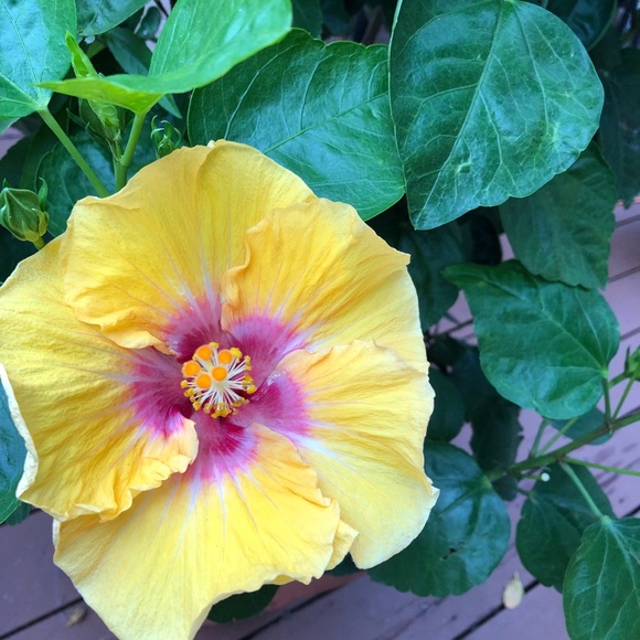 Meet your Posher, Cheryl - Picture 1 of 1